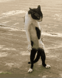 Cat walks in freaky fashion