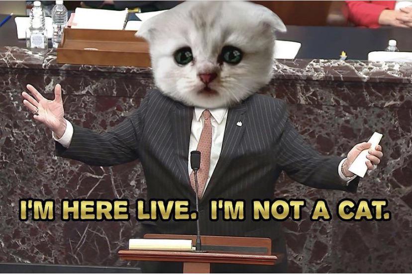 Ich bin kein Anwalt für Katzen
