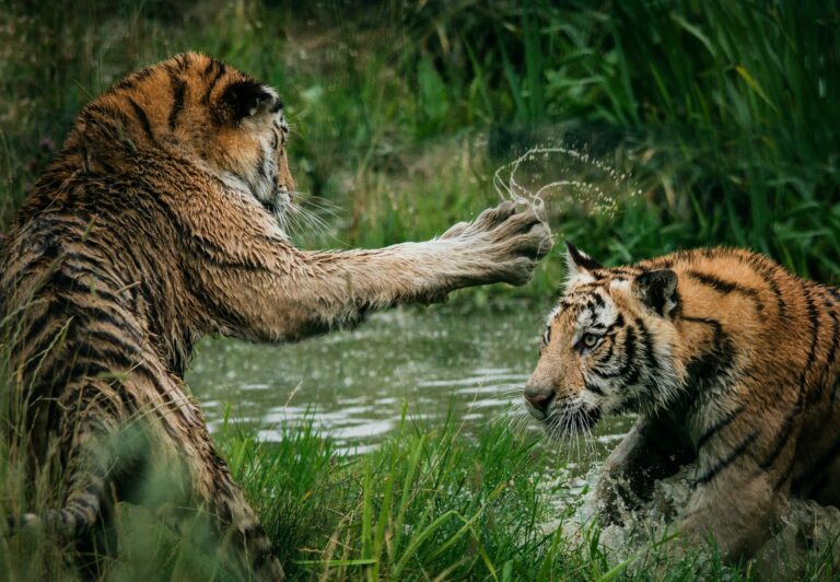 two tigers fighting to illustrate sales and product clash