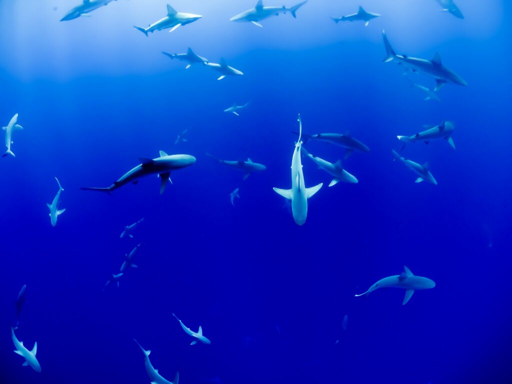 imagen de un tiburón en el mar para ilustrar a un cazador