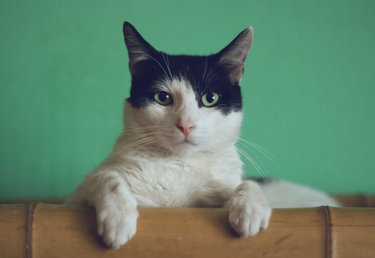 vencer na automação de processos de vendas e observar gatos como este gato branco e cinza
